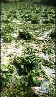 松潘县青叶莴笋  阿坝州高山优质三青二青莴笋 翡翠绿莴苣 二青 三青把子货