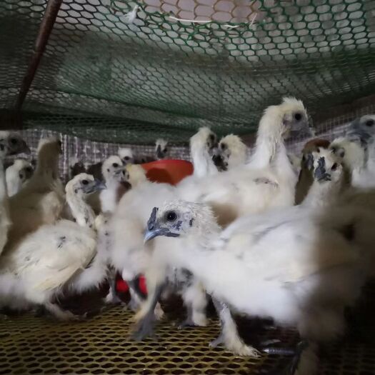 昆明白凤乌鸡苗 统货 