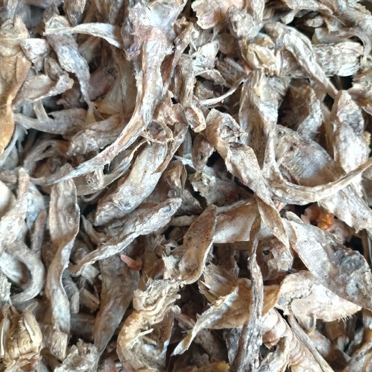 海兴县鱼粉  油光鱼干