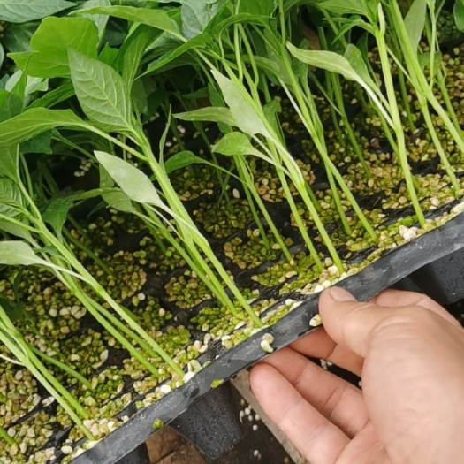 寿光市 优质耐寒尖椒苗