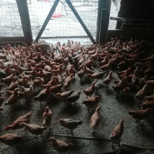 南充淮南王土鸡 2斤以下 统货 