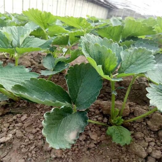 平邑县红颜草莓苗 地栽苗 脱毒苗