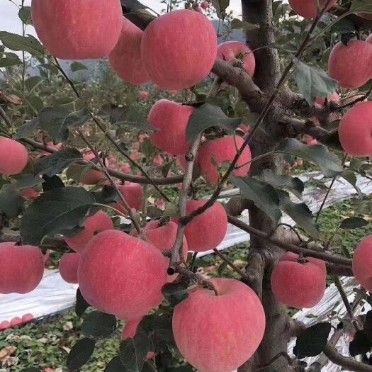 天水红富士苹果  甘肃天水红富士