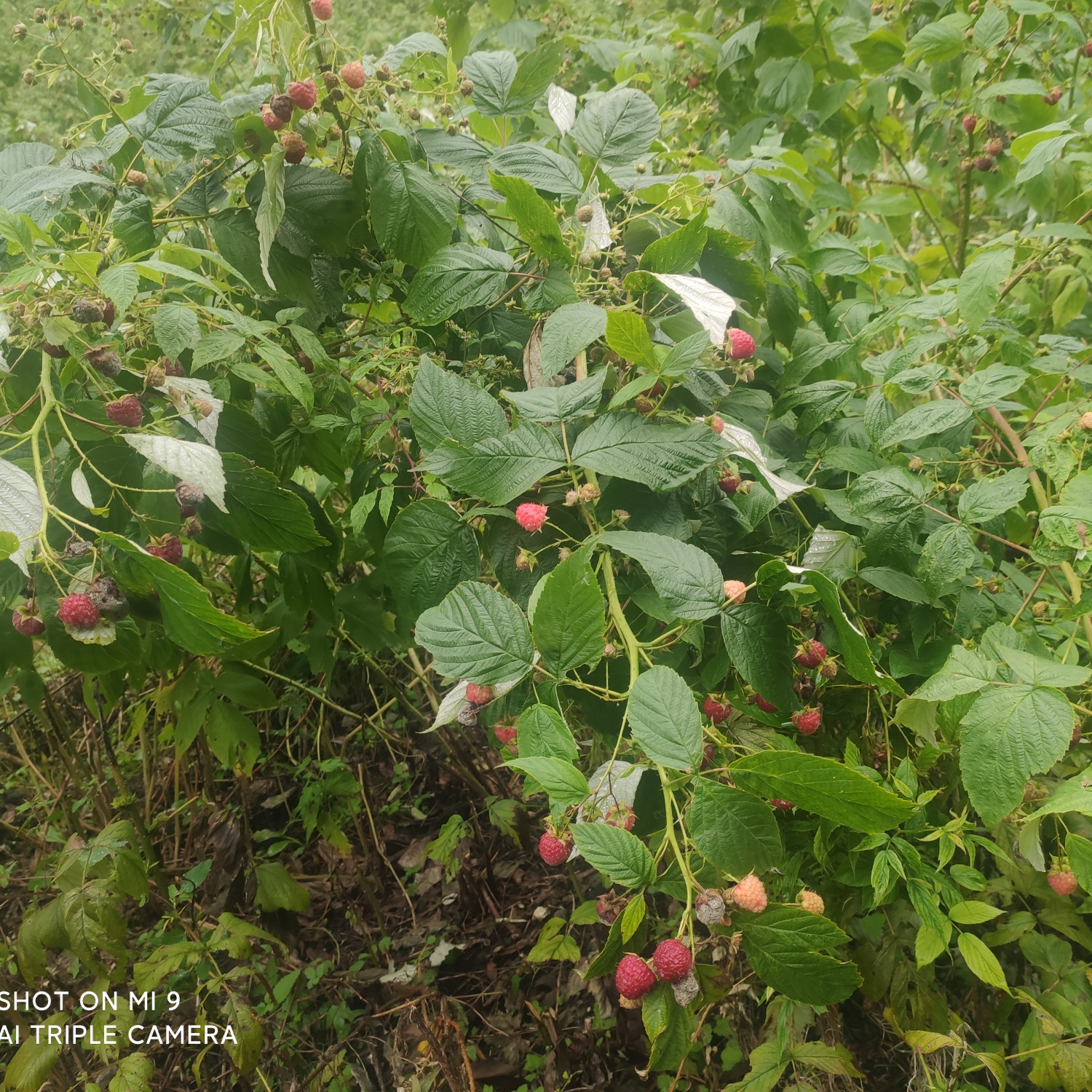 鸡西红树莓 树莓