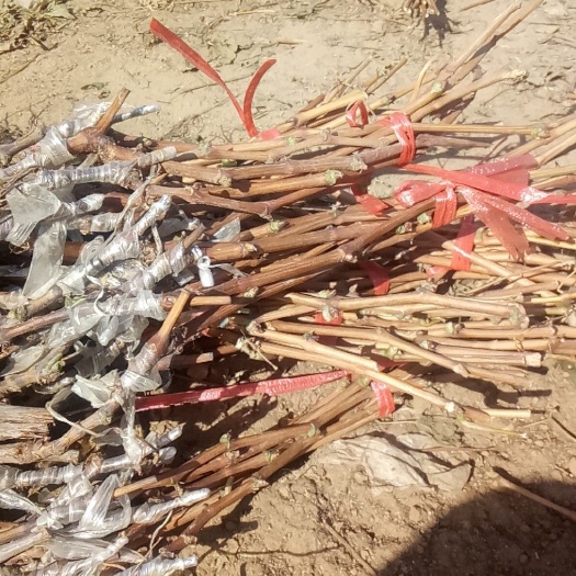 绥中县妮娜皇后葡萄苗  本基地的葡萄苗粗度好，根系发达没有病虫害，纯度达到98%以上
