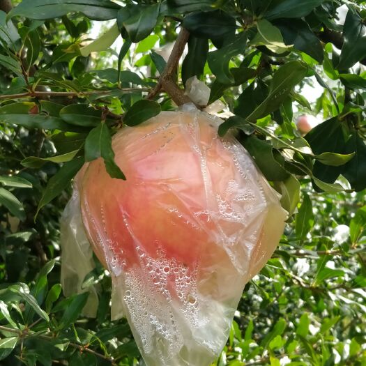 蒙自市蒙自薄皮绿籽甜石榴  快递礼盒装12个1件