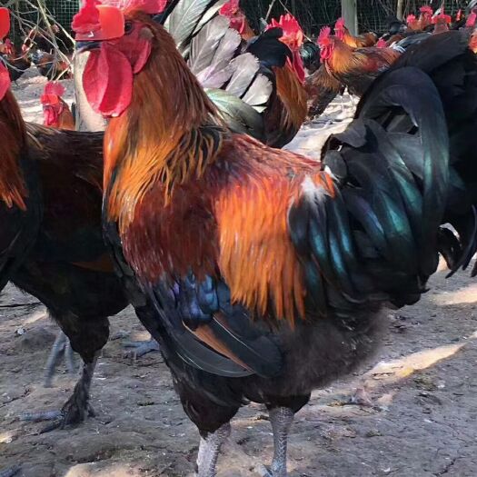 南宁黑瑶鸡苗  黑瑶鸡，鸡苗，正品种，包邮，包打疫苗，欢迎致电