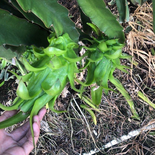 漳州黄龙果苗 澳洲黄蜜龙 价格超给力