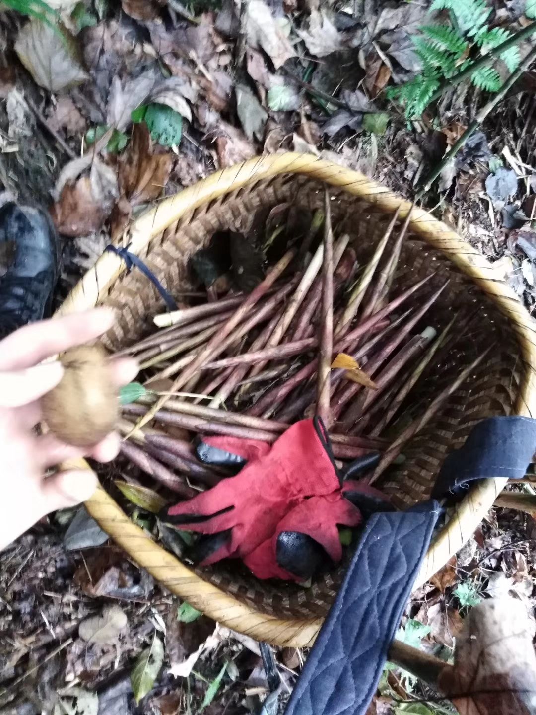 刺竹筍，鮮貨，天然野生