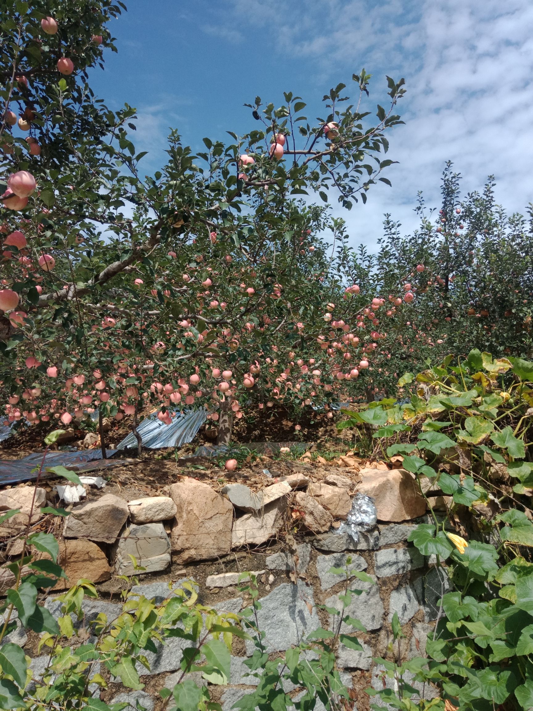 红将军苹果 辽南山地苹果色好.口感还好