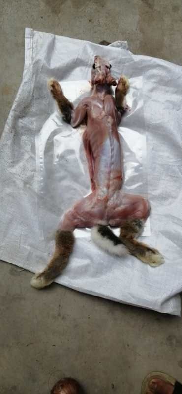 兔肉类  杂交兔，新鲜真空包装