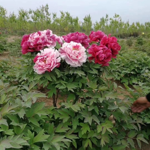 菏泽观赏牡丹  一棵多色牡丹牡丹树苗