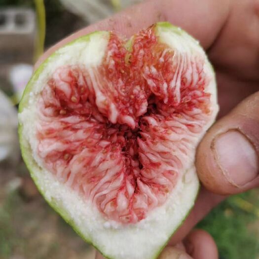 平邑县波姬红无花果苗  波姬红无花果树苗，布兰瑞克无花果树苗，基地直发，包品种