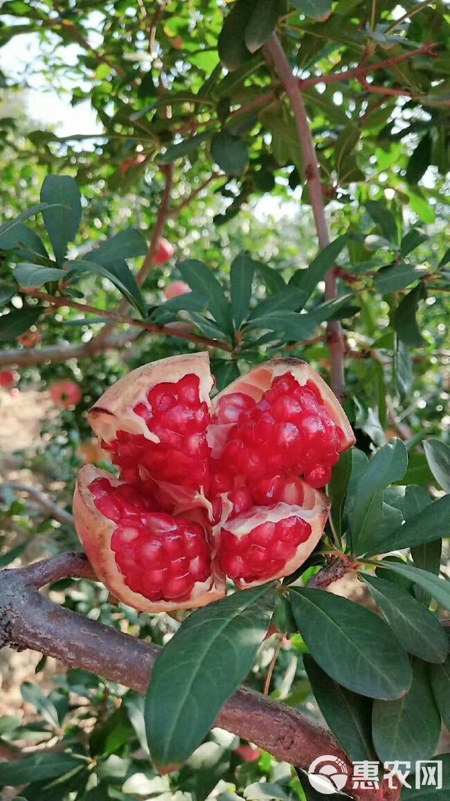  优质蒙阳红石榴苗，软籽石榴苗，酸石榴苗，占地石榴苗