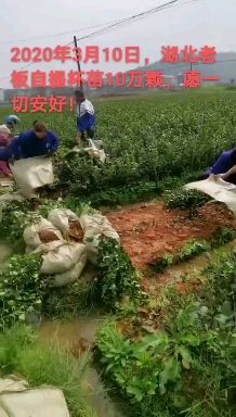 高产嫁接油茶苗长林系列优质中大果茶子树苗出油率高木子油茶籽苗
