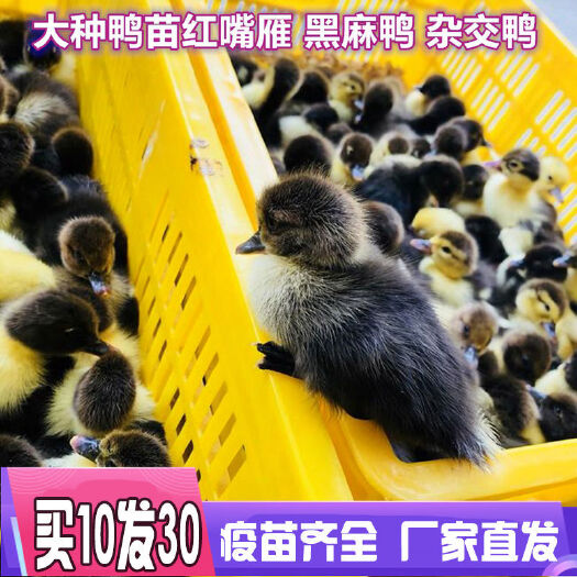 成都 大种活体黑白番鸭苗鸭西洋鸭苗呆鸭旱鸭苗雏苗麻鸭非洲鸭包邮