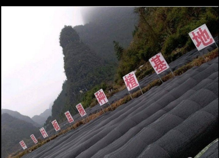 独山县黄精种苗 黄精 板蓝根种值基地，大量供应板蓝根苗，希望各位老板前来参观采购谢