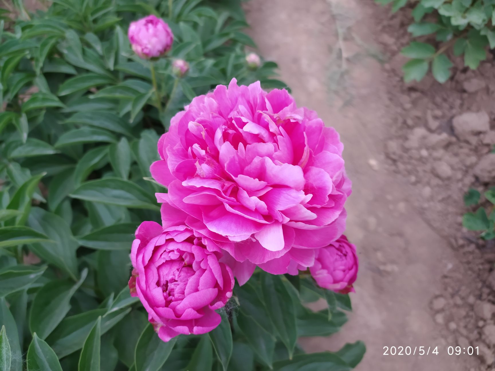 多花芍藥 大富貴,花大色豔,易栽種易成活.杆子矮,成花率高.