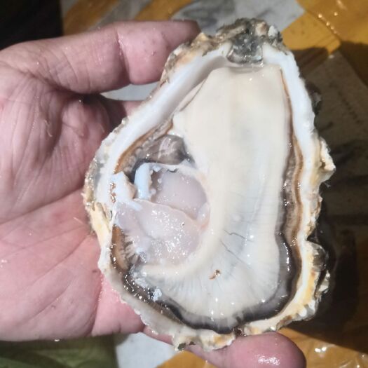 庄河市生蚝，牡蛎，海蛎子三倍体二倍体肥货，