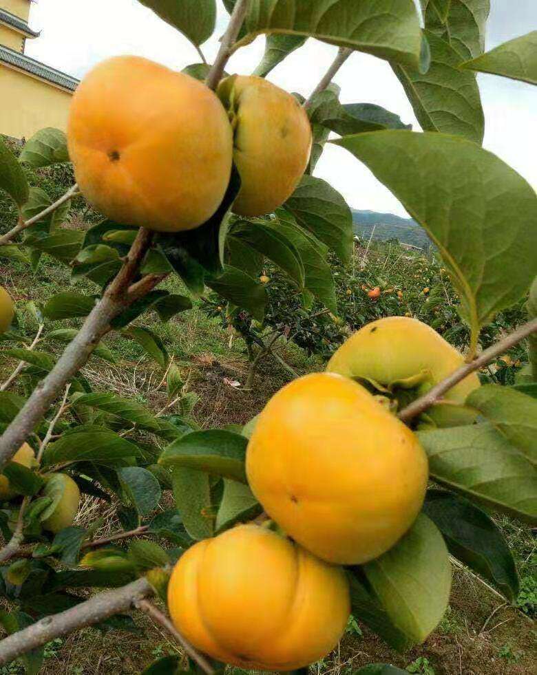 甜脆柿属于落叶乔木植物。果实扁圆，可制成柿饼、柿角、柿汁、