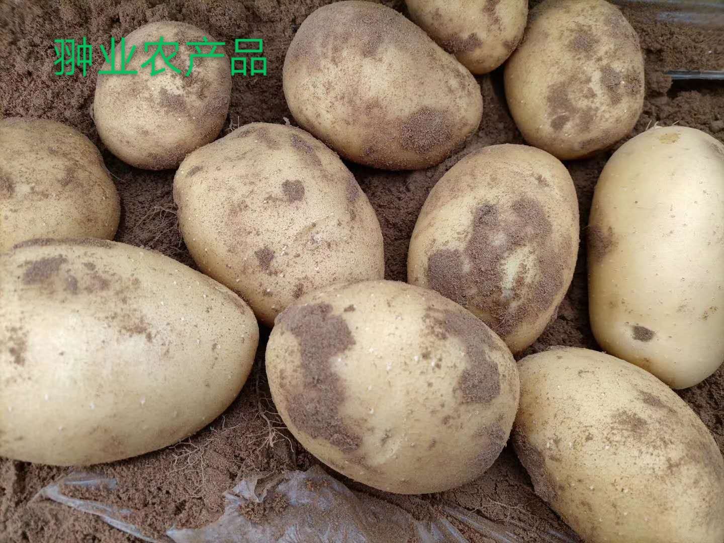 定边土豆 白心  黄心226，V7等