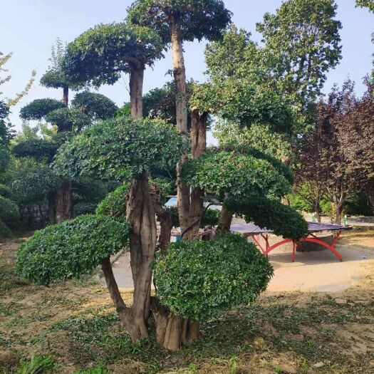 泰安造型景树
  对接白蜡 景观古树 稀古大树
