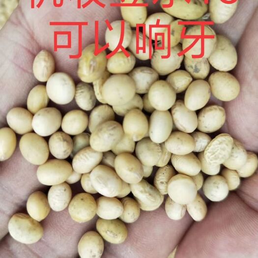 南昌县黄大豆  黄豆