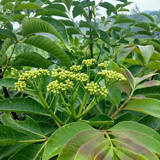 泾县江西吴茱萸中花