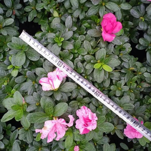 漳平市西洋杜鹃 19杯喷砂杜鹃花一树多色冠幅30公分左右原盆原土装木箱发货