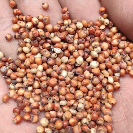 遵义红高粱  大量批发优质高粱，玉米，小麦
无霉无杂净梁
水份很干