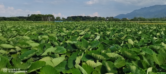 香芋  荔浦芋头（中号，l斤到1斤7两）