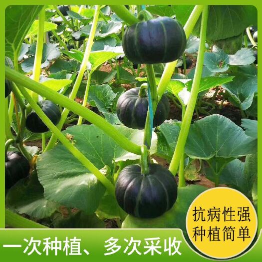 贝贝南瓜种子  贝贝南瓜品种！果皮黑绿色带浅绿色条纹 口感佳