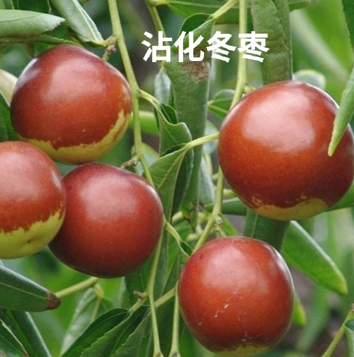 平邑县冬枣树苗  沾花冬枣二代 产地直发，脱毒育苗，南北均可种植