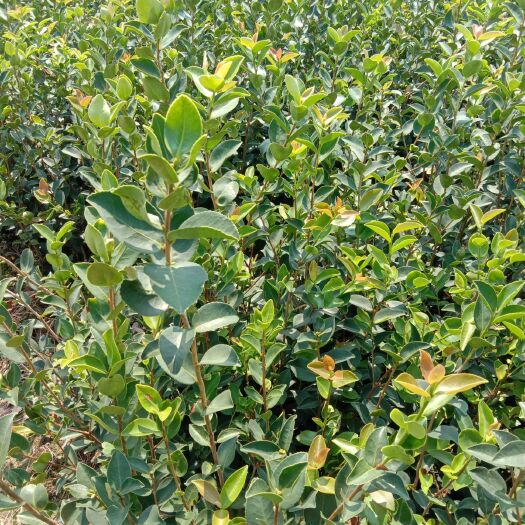 丰城市长林系列油茶  高产油茶苗