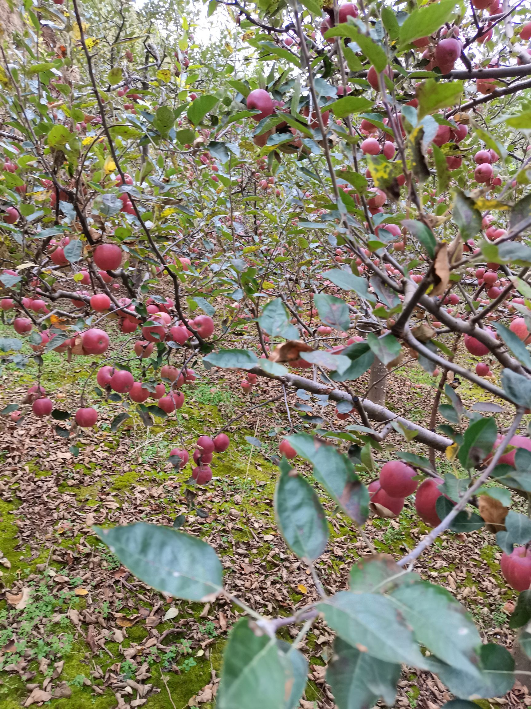 花牛苹果 水果