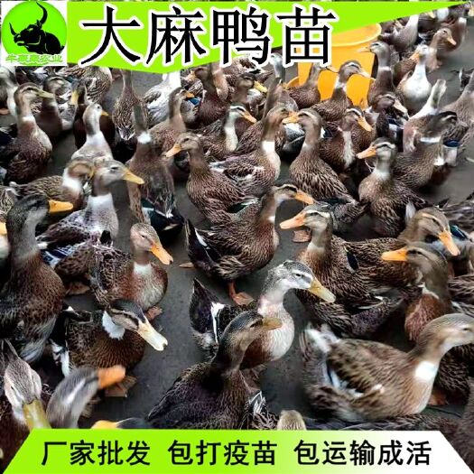 成都特大种麻鸭苗~青头鸭苗~金定麻鸭苗