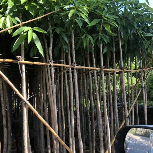 普宁市贵妃芒果苗 芒果