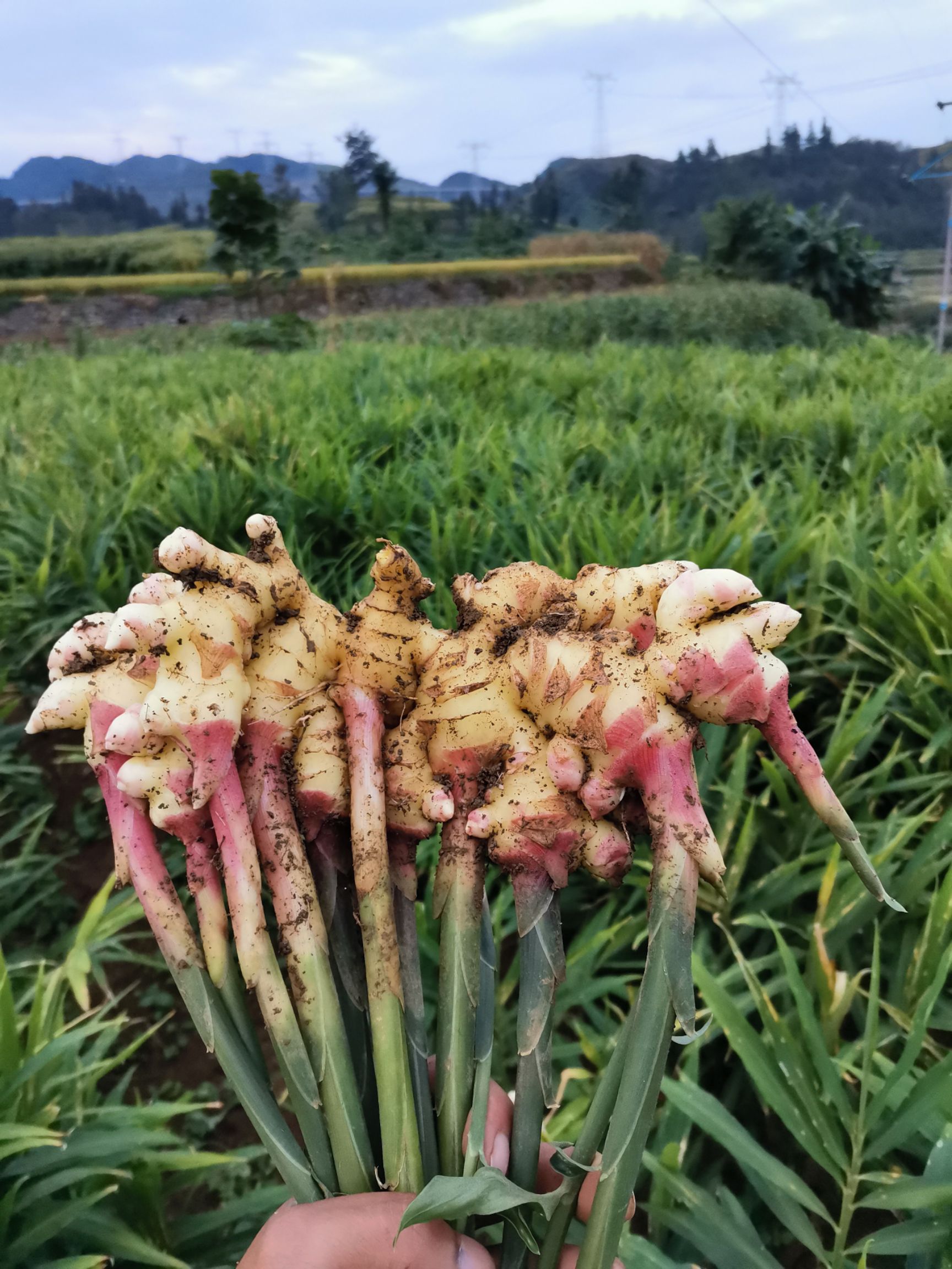 贵州二黄姜