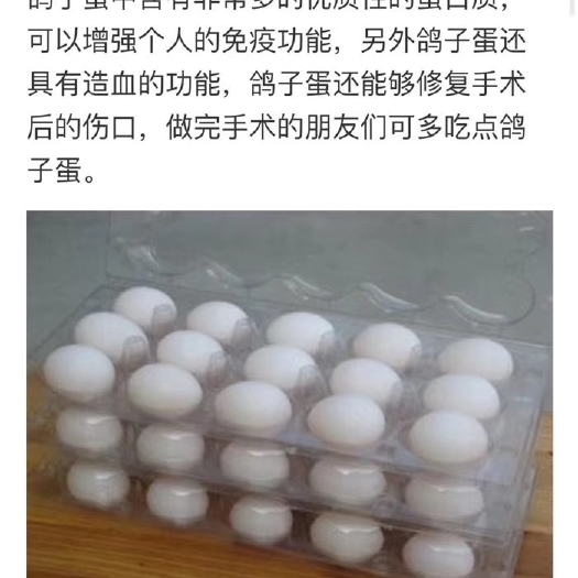 安溪县白羽王 鸽子蛋