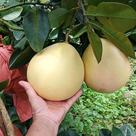贺州红心柚  广西三红蜜柚子应季水果孕妇新鲜水果整箱包邮果园直发批发
