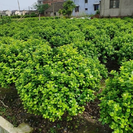 宁波无刺枸骨球
