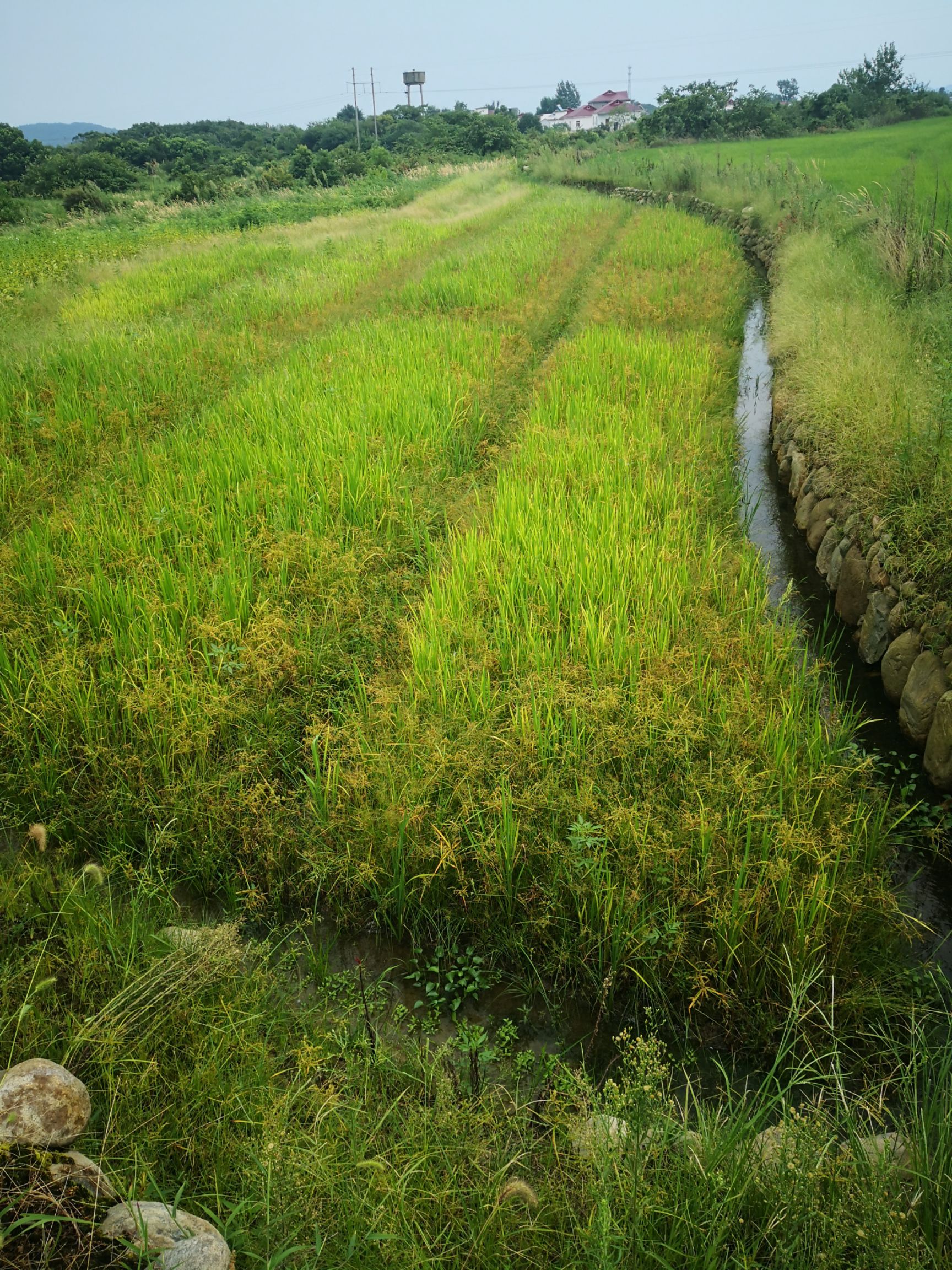 果园 土地出租荒地出租林地出租鱼塘出租可短租共400亩可20亩租