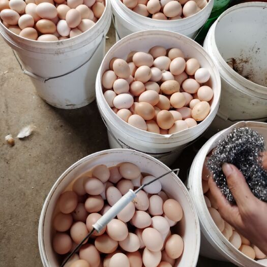 沭阳县正宗散养土鸡蛋，自家养殖场，现捡现卖，货源充足，可长期合作