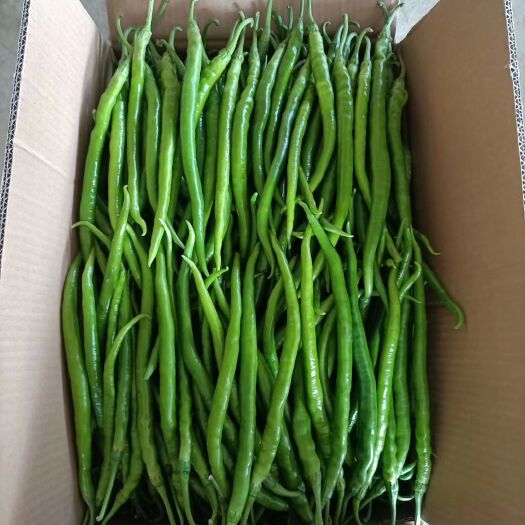 蒲城县线椒 陕西辣椒
