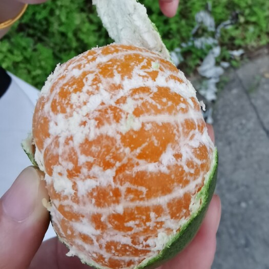 资兴市蜜桔  东江湖蜜橘，无核化渣，超甜多汁。