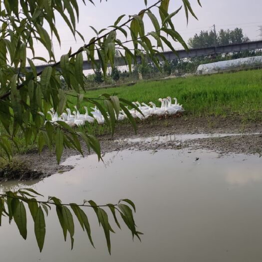 新沂市家乡大白鹅，全程散养，以吃草料居多，养殖环境优美，水质好。