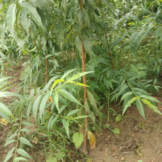 赞皇县中华寿桃桃树苗  挂果早，产量高，单个重打一斤半。