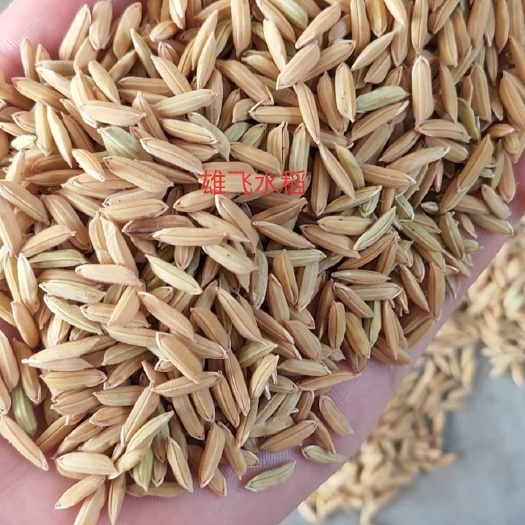 荆州晶两优1377  新谷长粒谷新丰两优已大量上市