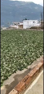 昆明汉源花椒 昭通鲁甸青花椒