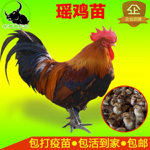 成都摇鸡苗批发价黑瑶鸡苗火摇鸡苗